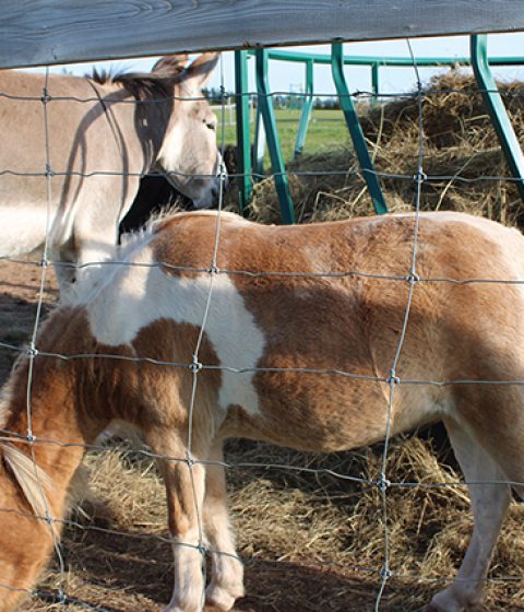 petting zoo copy 2